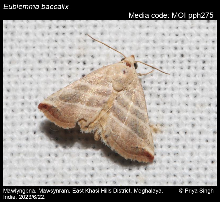 Eublemma baccalix (Swinhoe, 1886) Moths